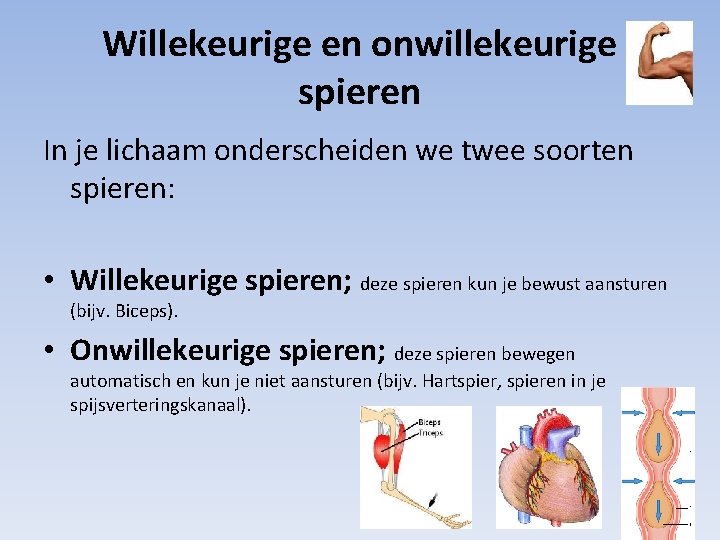 Willekeurige en onwillekeurige spieren In je lichaam onderscheiden we twee soorten spieren: • Willekeurige