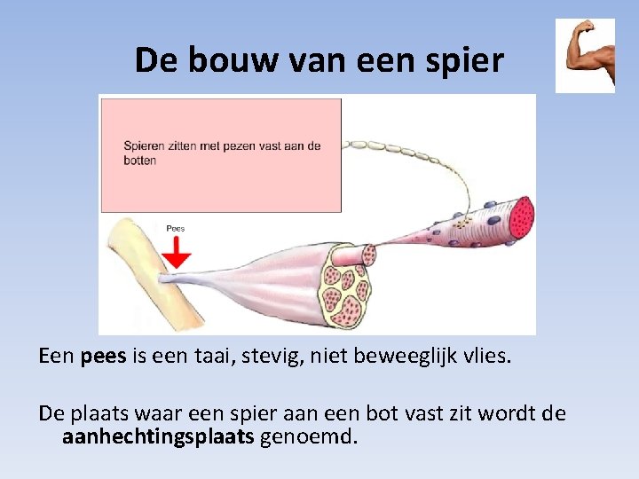 De bouw van een spier Een pees is een taai, stevig, niet beweeglijk vlies.