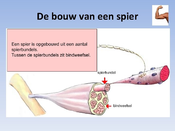 De bouw van een spier 