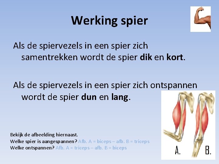 Werking spier Als de spiervezels in een spier zich samentrekken wordt de spier dik