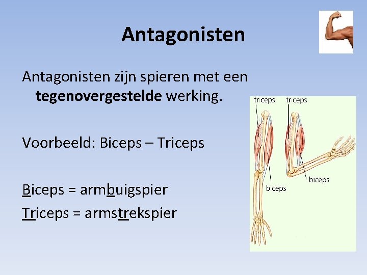 Antagonisten zijn spieren met een tegenovergestelde werking. Voorbeeld: Biceps – Triceps Biceps = armbuigspier