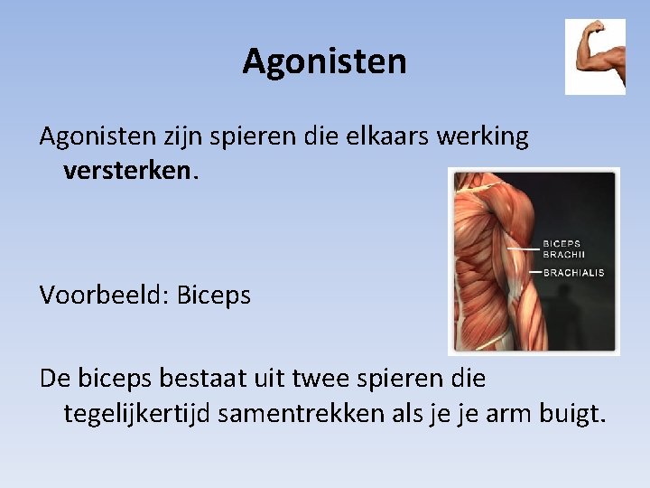 Agonisten zijn spieren die elkaars werking versterken. Voorbeeld: Biceps De biceps bestaat uit twee