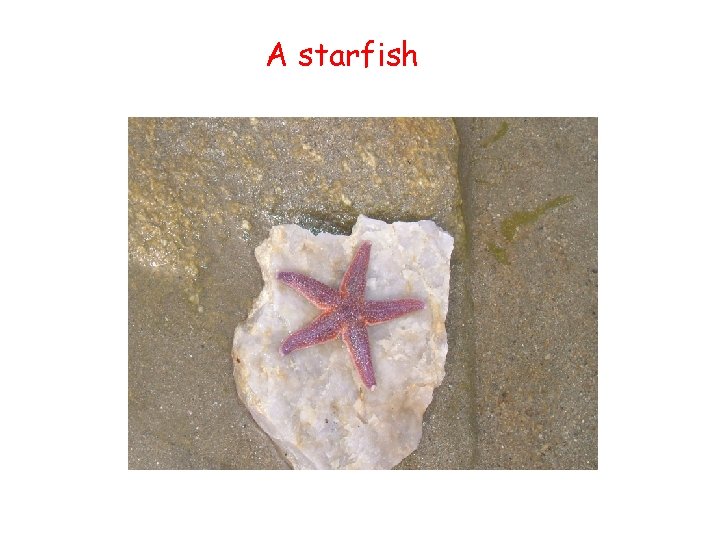 A starfish 