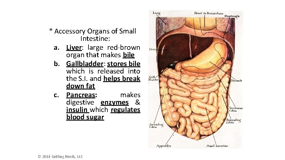 * Accessory Organs of Small Intestine: a. Liver: large red-brown organ that makes bile