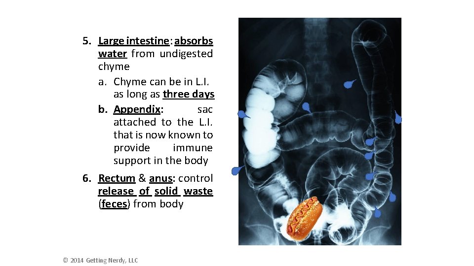 5. Large intestine: absorbs water from undigested chyme a. Chyme can be in L.