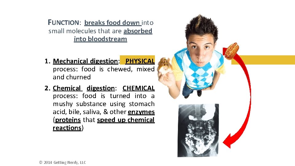 FUNCTION: breaks food down into small molecules that are absorbed into bloodstream 1. Mechanical