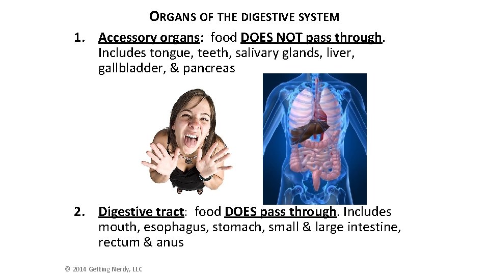 ORGANS OF THE DIGESTIVE SYSTEM 1. Accessory organs: food DOES NOT pass through. Includes