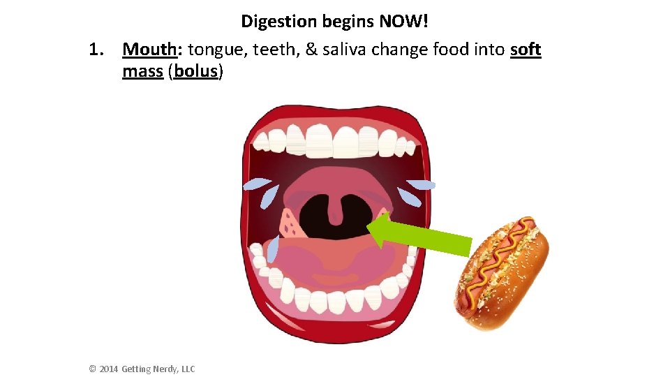 Digestion begins NOW! 1. Mouth: tongue, teeth, & saliva change food into soft mass