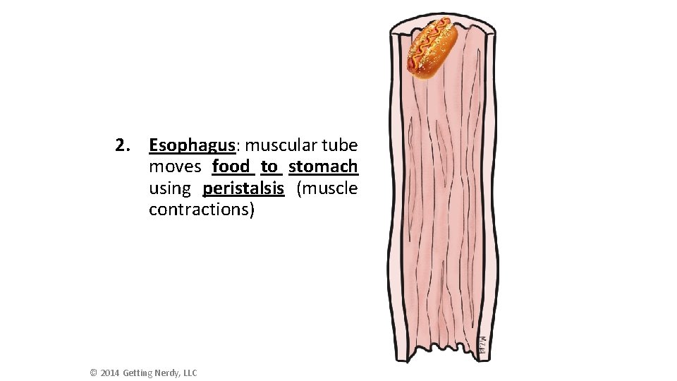 2. Esophagus: muscular tube moves food to stomach using peristalsis (muscle contractions) © 2014