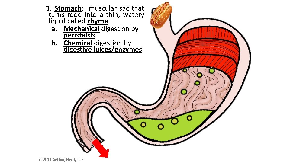 3. Stomach: muscular sac that turns food into a thin, watery liquid called chyme