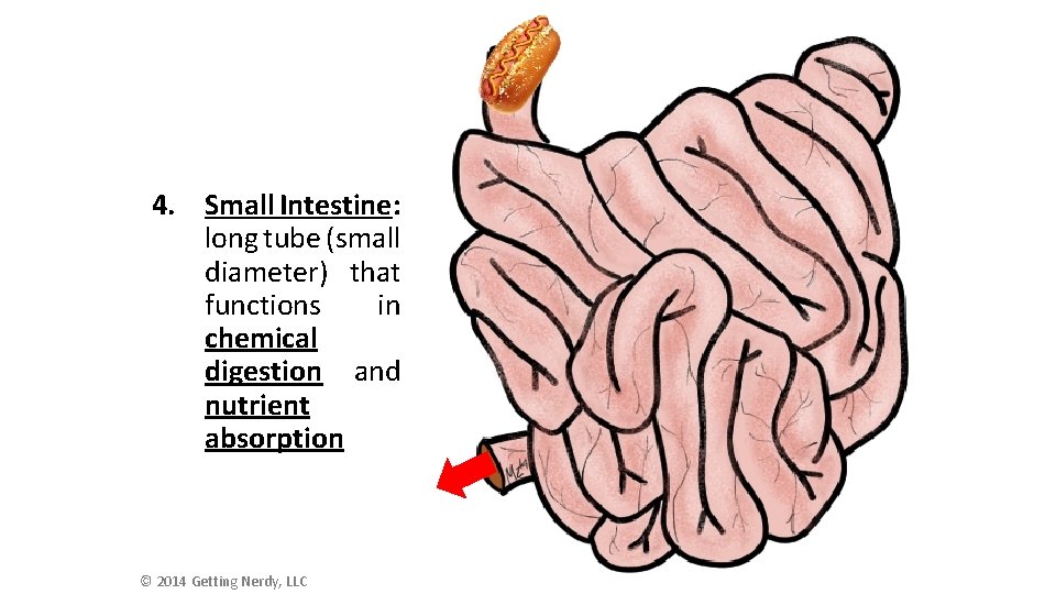 4. Small Intestine: long tube (small diameter) that functions in chemical digestion and nutrient