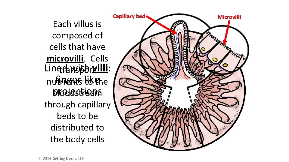 Each villus is composed of cells that have microvilli. Cells Lined with villi: transport