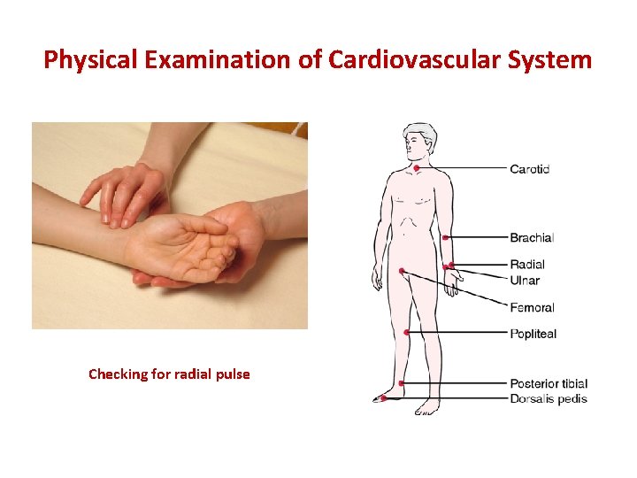 Physical Examination of Cardiovascular System Checking for radial pulse 