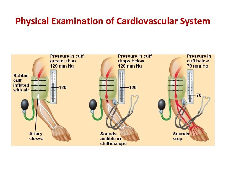 Physical Examination of Cardiovascular System 