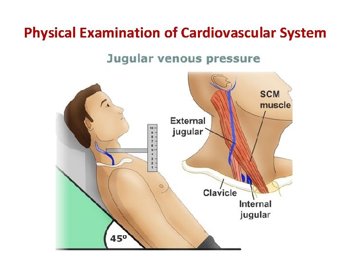 Physical Examination of Cardiovascular System 