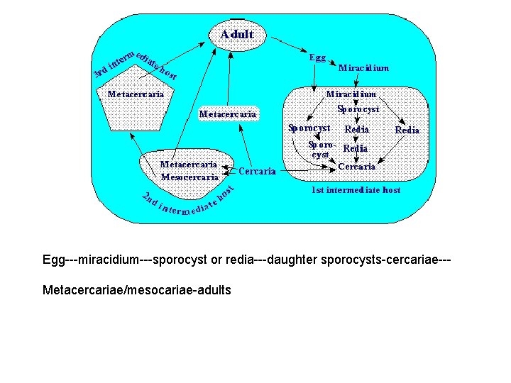 Egg---miracidium---sporocyst or redia---daughter sporocysts-cercariae--Metacercariae/mesocariae-adults Egg---miracidium---sporocyst or redia---daughter sporocysts-cercariae--Metacercariae/mesocariae-adults