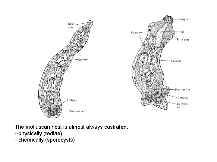 The molluscan host is almost always castrated: --physically (rediae) --chemically (sporocysts) The molluscan host is almost always castrated: --physically (rediae) --chemically (sporocysts)