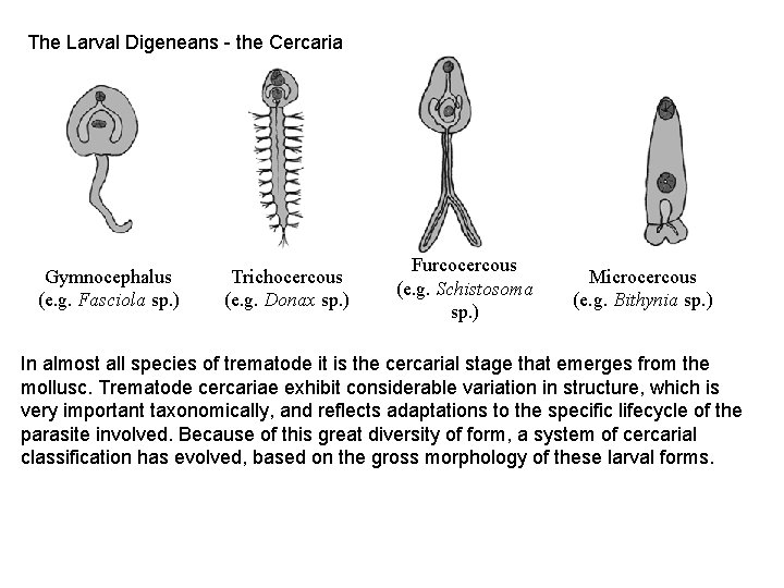 The Larval Digeneans - the Cercaria Gymnocephalus (e. g. Fasciola sp. ) Trichocercous (e. The Larval Digeneans - the Cercaria Gymnocephalus (e. g. Fasciola sp. ) Trichocercous (e.