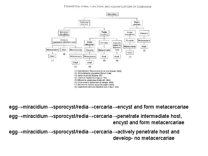 egg→miracidium→sporocyst/redia→cercaria→encyst and form metacercariae egg→miracidium→sporocyst/redia→cercaria→penetrate intermediate host, encyst and form metacercariae egg→miracidium→sporocyst/redia→cercaria→actively penetrate host egg→miracidium→sporocyst/redia→cercaria→encyst and form metacercariae egg→miracidium→sporocyst/redia→cercaria→penetrate intermediate host, encyst and form metacercariae egg→miracidium→sporocyst/redia→cercaria→actively penetrate host