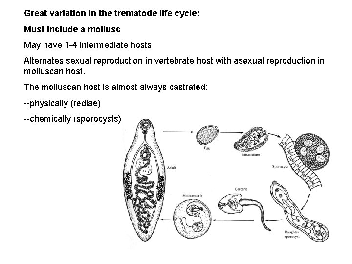 Great variation in the trematode life cycle: Must include a mollusc May have 1 Great variation in the trematode life cycle: Must include a mollusc May have 1