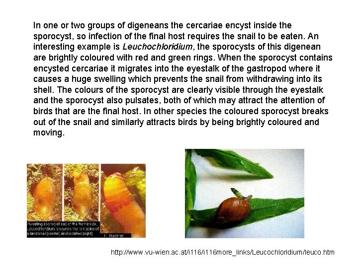 In one or two groups of digeneans the cercariae encyst inside the sporocyst, so In one or two groups of digeneans the cercariae encyst inside the sporocyst, so