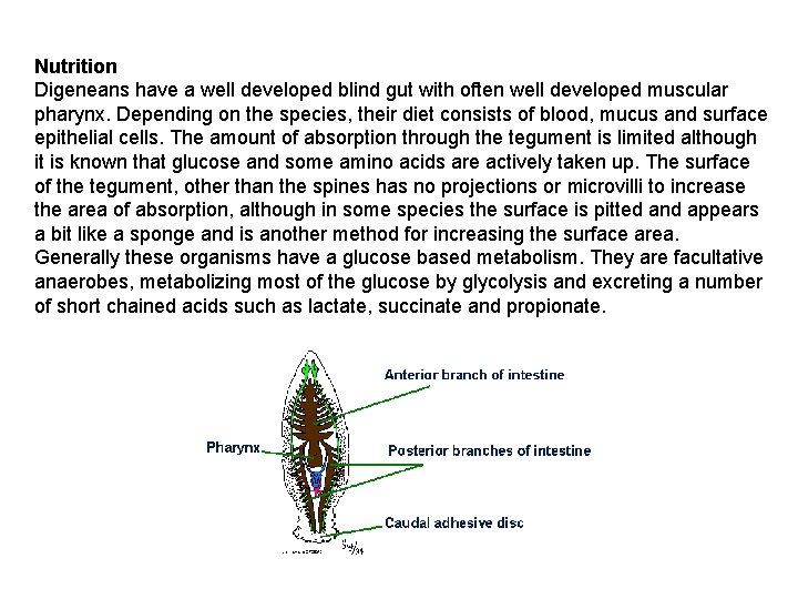 Nutrition Digeneans have a well developed blind gut with often well developed muscular pharynx. Nutrition Digeneans have a well developed blind gut with often well developed muscular pharynx.
