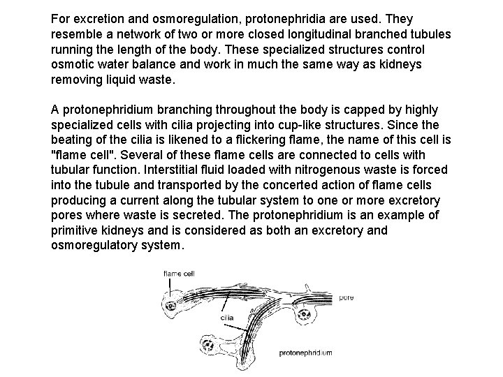 For excretion and osmoregulation, protonephridia are used. They resemble a network of two or For excretion and osmoregulation, protonephridia are used. They resemble a network of two or