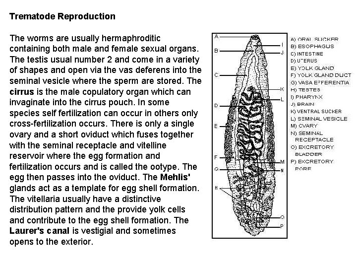 Trematode Reproduction The worms are usually hermaphroditic containing both male and female sexual organs. Trematode Reproduction The worms are usually hermaphroditic containing both male and female sexual organs.