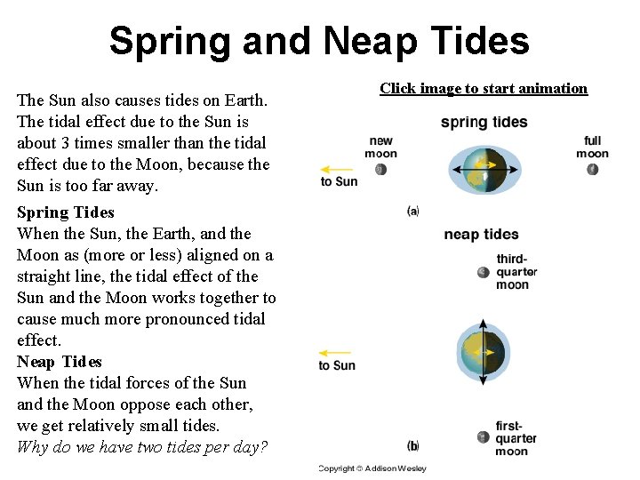 Spring and Neap Tides The Sun also causes tides on Earth. The tidal effect