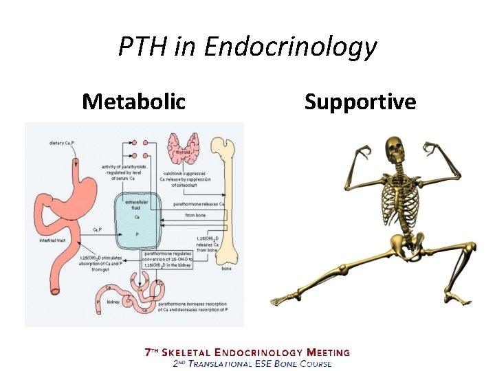 PTH in Endocrinology Metabolic Supportive 
