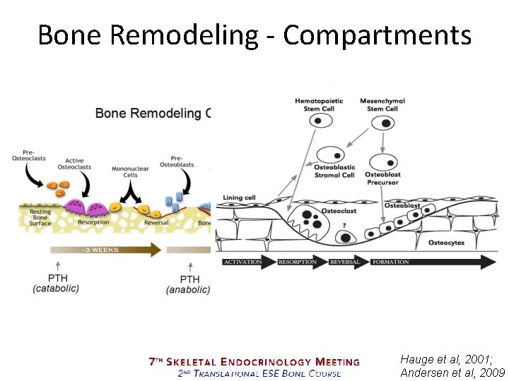 Bone Remodeling - Compartments Hauge et al, 2001; Andersen et al, 2009 