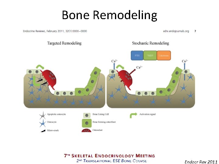 Bone Remodeling Endocr Rev 2011 
