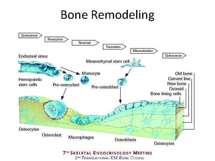 Bone Remodeling 