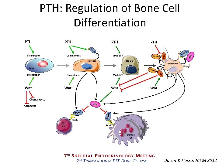 PTH: Regulation of Bone Cell Differentiation Baron & Hesse, JCEM 2012 