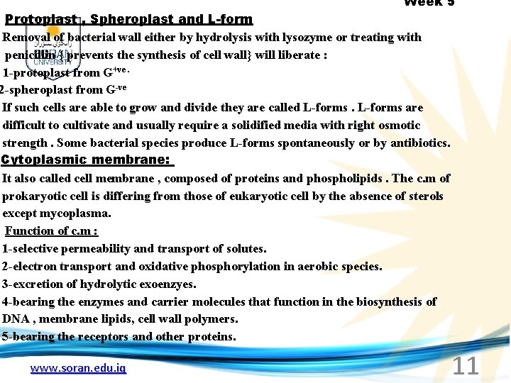 Week 5 Protoplast , Spheroplast and L-form Removal of bacterial wall either by hydrolysis