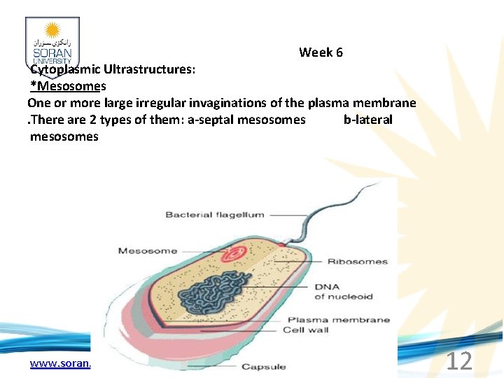  Week 6 Cytoplasmic Ultrastructures: *Mesosomes One or more large irregular invaginations of the