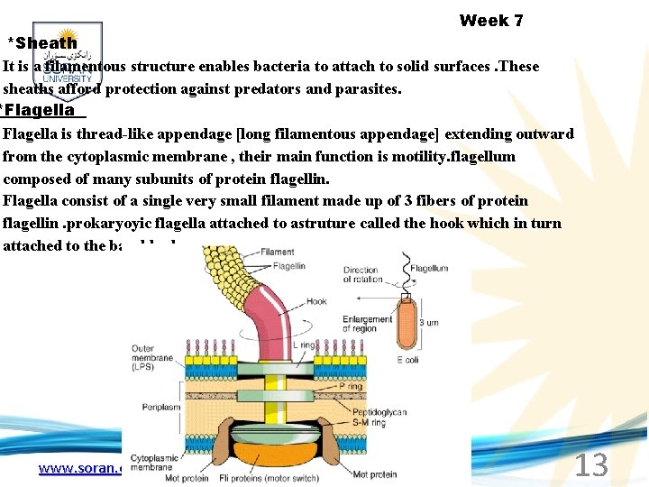 Week 7 *Sheath It is a filamentous structure enables bacteria to attach to solid