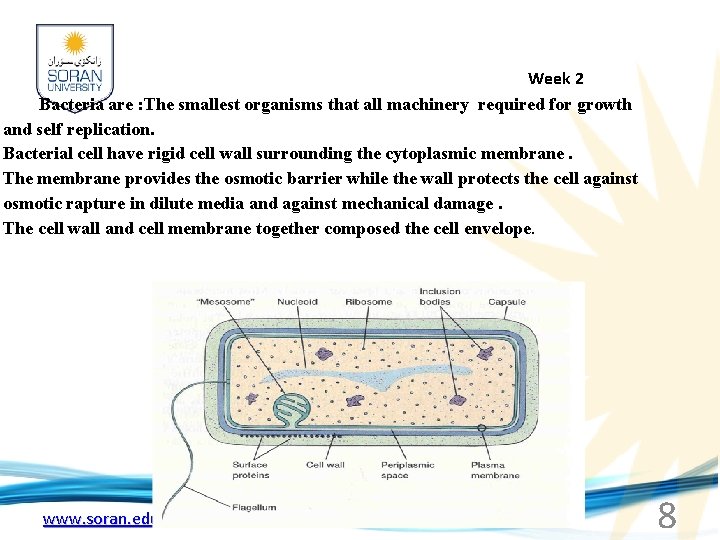  Week 2 Bacteria are : The smallest organisms that all machinery required for