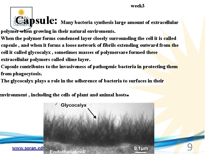  week 3 Capsule: Many bacteria synthesis large amount of extracellular polymer when growing