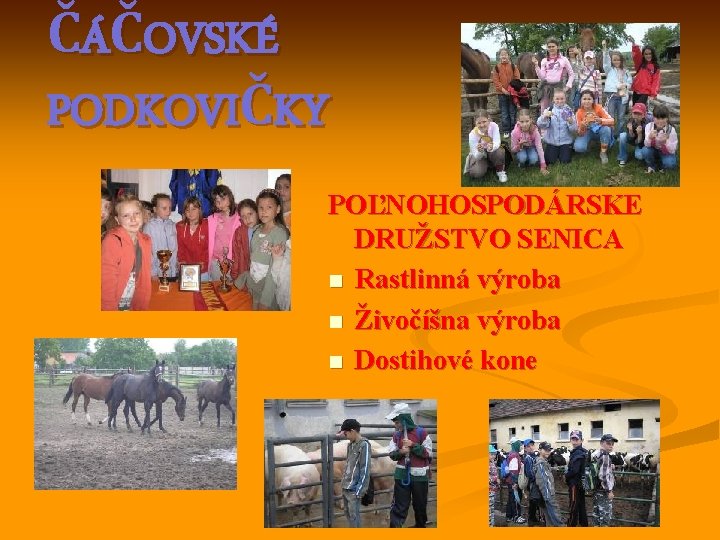 ČÁČOVSKÉ PODKOVIČKY POĽNOHOSPODÁRSKE DRUŽSTVO SENICA n Rastlinná výroba n Živočíšna výroba n Dostihové kone
