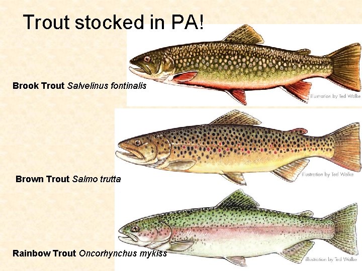 Trout stocked in PA! Brook Trout Salvelinus fontinalis Brown Trout Salmo trutta Rainbow Trout