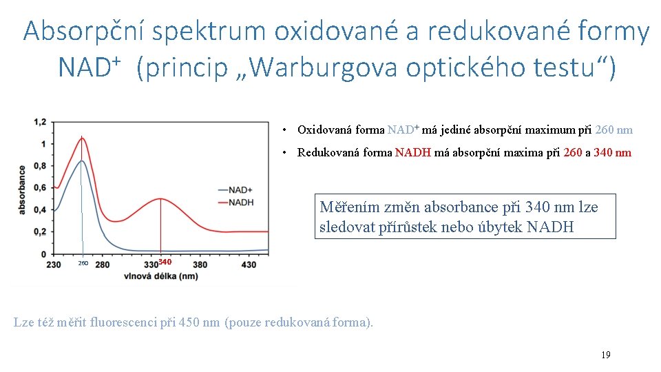 Absorpční spektrum oxidované a redukované formy NAD+ (princip „Warburgova optického testu“) • Oxidovaná forma