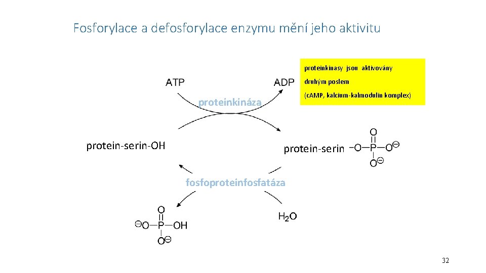 Fosforylace a defosforylace enzymu mění jeho aktivitu proteinkinasy jsou aktivovány druhým poslem (c. AMP,