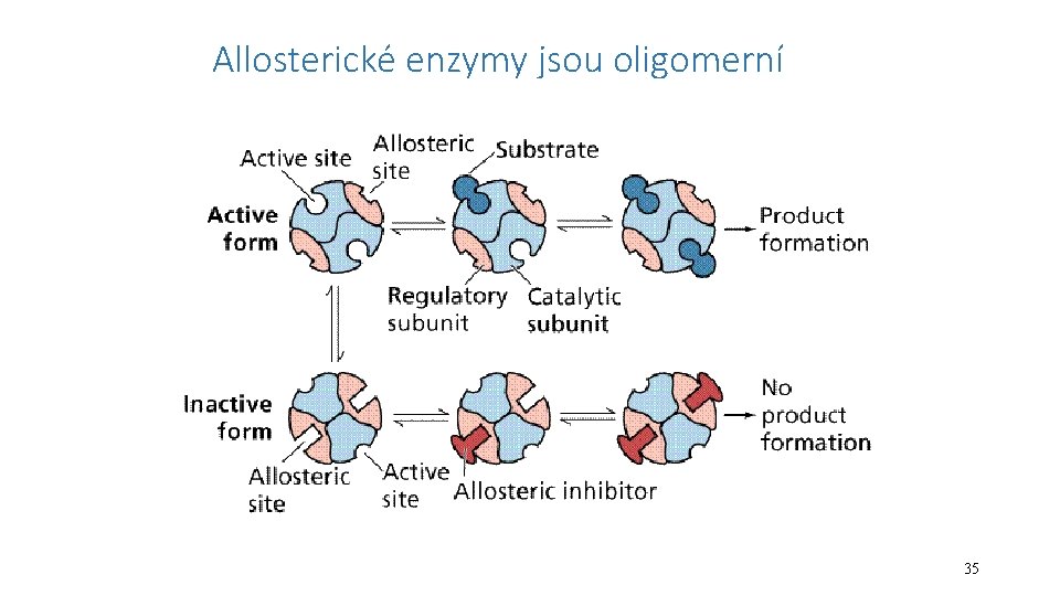 Allosterické enzymy jsou oligomerní 35 