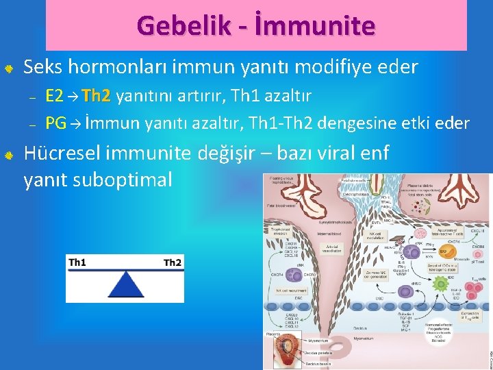 Gebelik - İmmunite Seks hormonları immun yanıtı modifiye eder – – E 2 Th