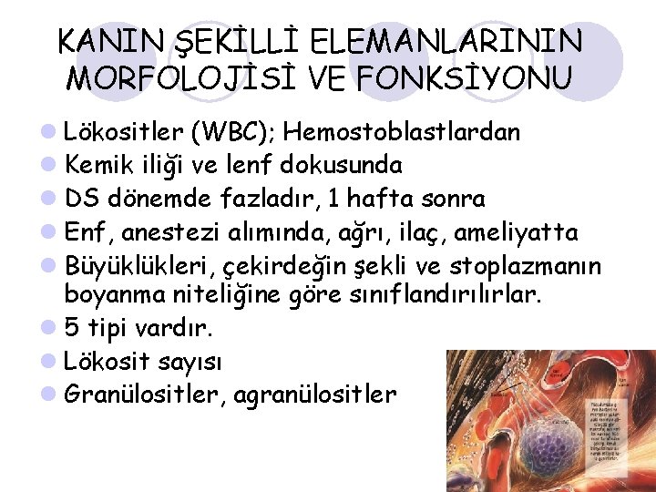 KANIN ŞEKİLLİ ELEMANLARININ MORFOLOJİSİ VE FONKSİYONU l Lökositler (WBC); Hemostoblastlardan l Kemik iliği ve