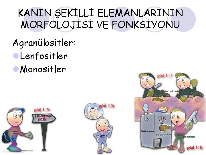 KANIN ŞEKİLLİ ELEMANLARININ MORFOLOJİSİ VE FONKSİYONU Agranülositler: l Lenfositler l Monositler 