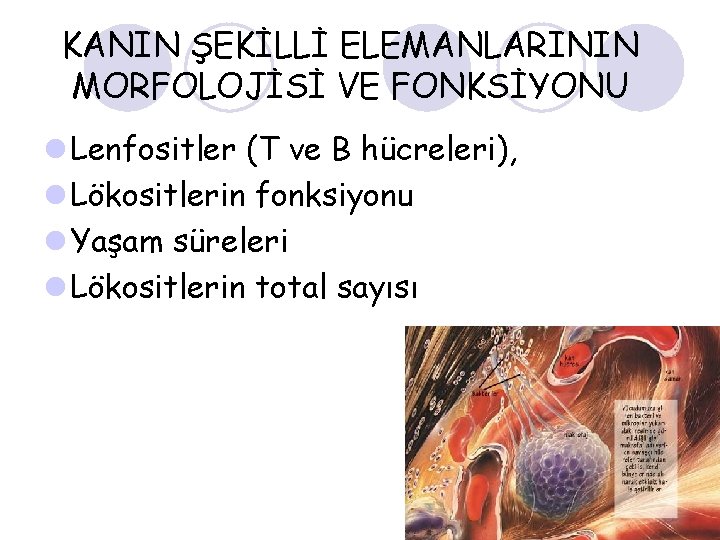 KANIN ŞEKİLLİ ELEMANLARININ MORFOLOJİSİ VE FONKSİYONU l Lenfositler (T ve B hücreleri), l Lökositlerin