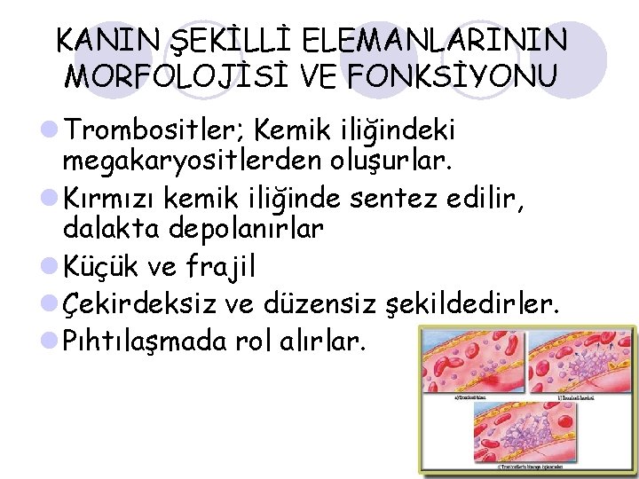 KANIN ŞEKİLLİ ELEMANLARININ MORFOLOJİSİ VE FONKSİYONU l Trombositler; Kemik iliğindeki megakaryositlerden oluşurlar. l Kırmızı