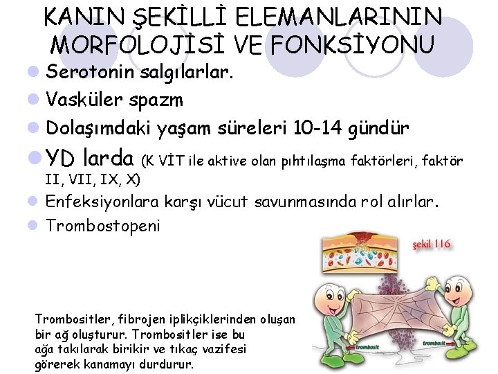 KANIN ŞEKİLLİ ELEMANLARININ MORFOLOJİSİ VE FONKSİYONU l Serotonin salgılarlar. l Vasküler spazm l Dolaşımdaki